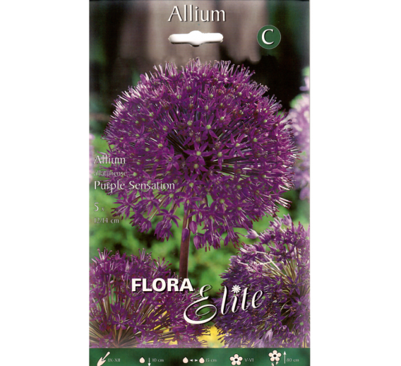 Sodo ir daržo prekės. Sėklos, daigyklos, durpinės tabletės. Gėlių sėklos. Dekoratyviniai česnakai Allium aflatunense Purple Sens 5sv.