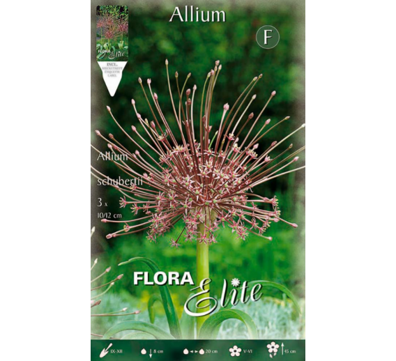 Sodo ir daržo prekės. Sėklos, daigyklos, durpinės tabletės. Gėlių sėklos. Dekoratyvinis svogūnas Allium Schubertii 3sv.