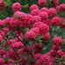 Sodo ir daržo prekės. Augalai. Žydinčios gėlės . Azalija Rhododendron Homebush