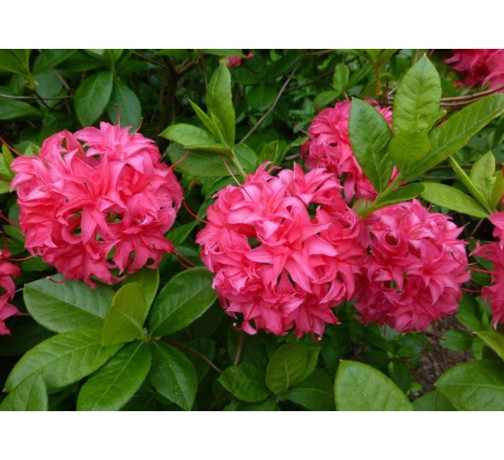 Sodo ir daržo prekės. Augalai. Žydinčios gėlės . Azalija Rhododendron Homebush