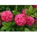 Sodo ir daržo prekės. Augalai. Žydinčios gėlės . Azalija Rhododendron Homebush kaina