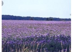 Sodo ir daržo prekės. Sėklos, daigyklos, durpinės tabletės. Pašarinių žolių sėklos. Bitinės Facelijos Stala, 0,5kg 