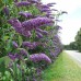 Sodo ir daržo prekės. Augalai. Žydinčios gėlės . Budlėja-drugelių krūmas Wisteria Lane