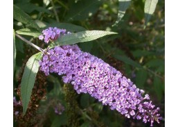 Sodo ir daržo prekės. Augalai. Žydinčios gėlės . Budlėja-drugelių krūmas Wisteria Lane