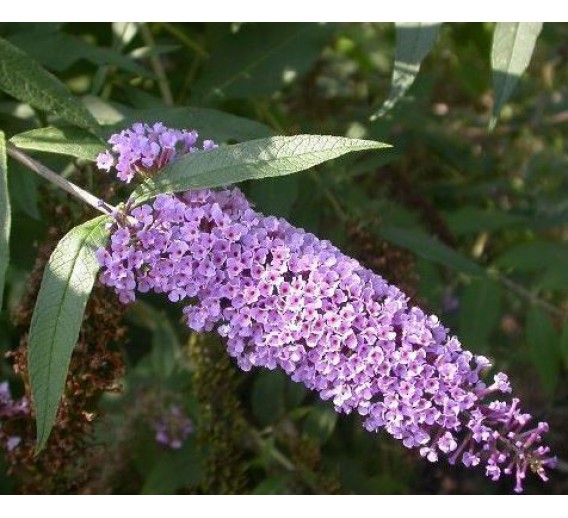 Sodo ir daržo prekės. Augalai. Žydinčios gėlės . Budlėja-drugelių krūmas Wisteria Lane
