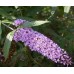 Sodo ir daržo prekės. Augalai. Žydinčios gėlės . Budlėja-drugelių krūmas Wisteria Lane kaina