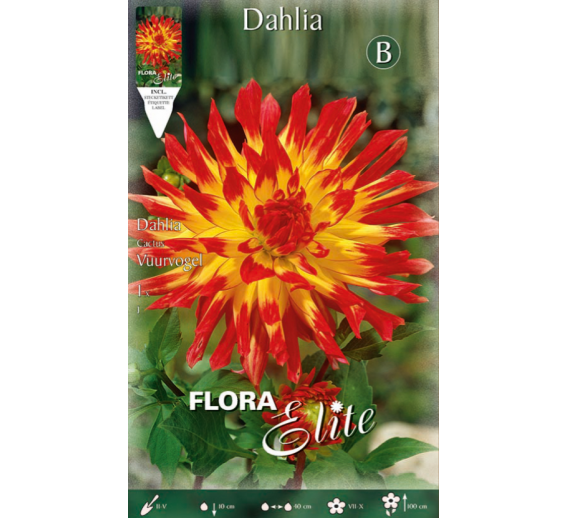 Sodo ir daržo prekės. Sėklos, daigyklos, durpinės tabletės. Gėlių sėklos. Jurginai Cactus Vuurvogel 1sv