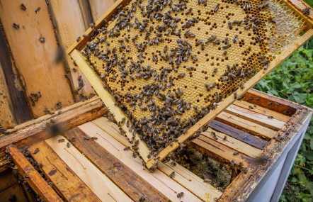 Bitininkystės sezonas: ką reikia žinoti? 