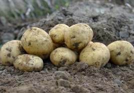 Į ką atkreipti dėmesį, kad bulvių derlius būtų gausus