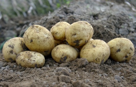 Į ką atkreipti dėmesį, kad bulvių derlius būtų gausus