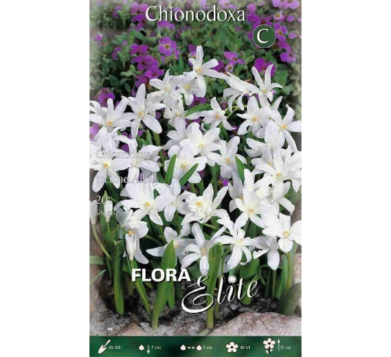 Sodo ir daržo prekės. Sėklos, daigyklos, durpinės tabletės. Gėlių sėklos. Sniegdryžė Chionodoxa luciliae Alba 25sv