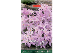 Sodo ir daržo prekės. Sėklos, daigyklos, durpinės tabletės. Gėlių sėklos. Sniegdryžė Chionodoxa luciliae Rosy Queen 25sv