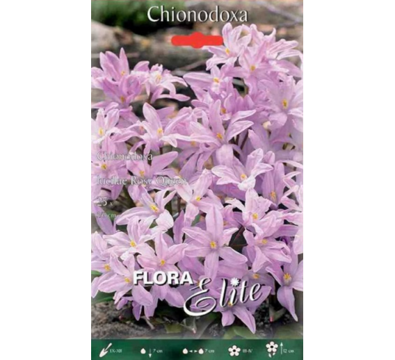 Sodo ir daržo prekės. Sėklos, daigyklos, durpinės tabletės. Gėlių sėklos. Sniegdryžė Chionodoxa luciliae Rosy Queen 25sv