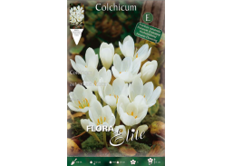 Sodo ir daržo prekės. Sėklos, daigyklos, durpinės tabletės. Gėlių sėklos. Rudeninis vėlyvis Colchicum autumnale Album 1sv.