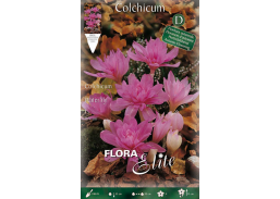 Sodo ir daržo prekės. Sėklos, daigyklos, durpinės tabletės. Gėlių sėklos. Krokas Colchicum Waterlily autumn 1sv