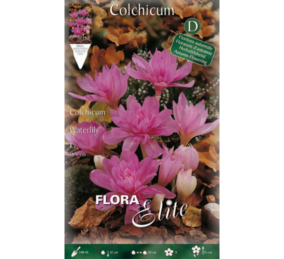 Sodo ir daržo prekės. Sėklos, daigyklos, durpinės tabletės. Gėlių sėklos. Krokas Colchicum Waterlily autumn 1sv