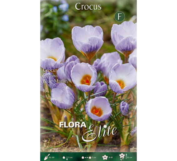 Sodo ir daržo prekės. Sėklos, daigyklos, durpinės tabletės. Gėlių sėklos. Krokai Crocus chrys Blue Marlin 15sv
