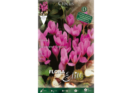 Sodo ir daržo prekės. Sėklos, daigyklos, durpinės tabletės. Gėlių sėklos. Krokai Crocus kotschyanus 10sv