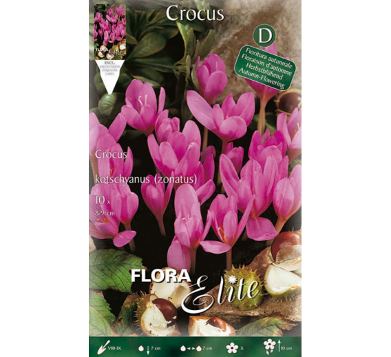 Sodo ir daržo prekės. Sėklos, daigyklos, durpinės tabletės. Gėlių sėklos. Krokai Crocus kotschyanus 10sv