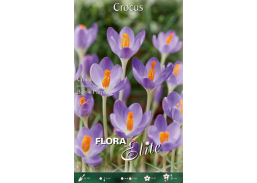 Sodo ir daržo prekės. Sėklos, daigyklos, durpinės tabletės. Gėlių sėklos. Krokai Crocus tomas Barr's purple 15sv