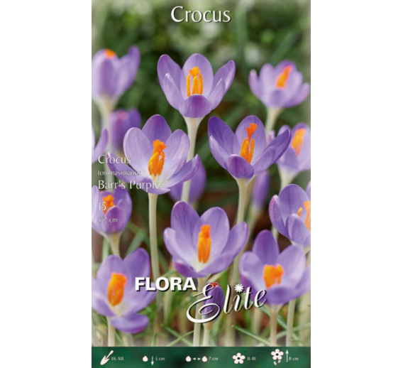 Sodo ir daržo prekės. Sėklos, daigyklos, durpinės tabletės. Gėlių sėklos. Krokai Crocus tomas Barr's purple 15sv