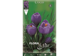 Sodo ir daržo prekės. Sėklos, daigyklos, durpinės tabletės. Gėlių sėklos. Krokai Crocus vernus Flower Record 10sv