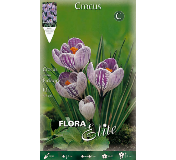 Sodo ir daržo prekės. Sėklos, daigyklos, durpinės tabletės. Gėlių sėklos. Krokai Crocus vernus Pickwick 10sv