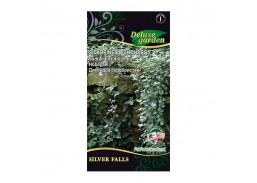 Dichondros sidabrinės Silver falls 6 s 