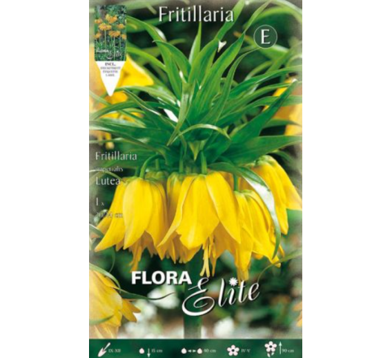 Sodo ir daržo prekės. Sėklos, daigyklos, durpinės tabletės. Gėlių sėklos. Karališka margutė Fritillaria imperialis Lutea 1sv