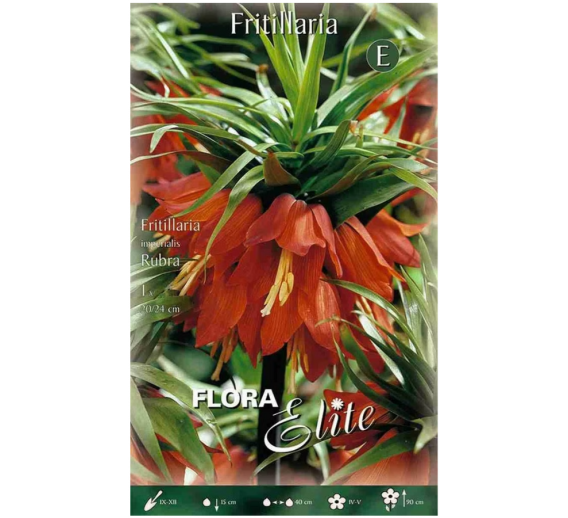 Sodo ir daržo prekės. Sėklos, daigyklos, durpinės tabletės. Gėlių sėklos. Karališka margutė Fritillaria imperialis Rubra 1sv