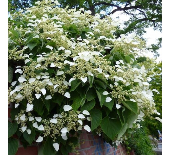 Sodo ir daržo prekės. Augalai. Dekoratyviniai augalai . Hortenzija japoninė Schizophragma hydrangeoides 