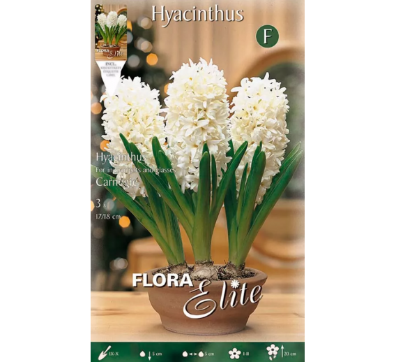 Sodo ir daržo prekės. Sėklos, daigyklos, durpinės tabletės. Gėlių sėklos. Hiacintas Hyacinthus Carnegie 3sv