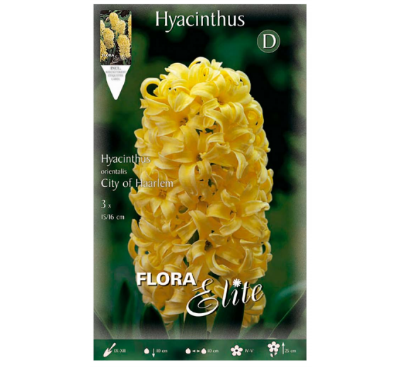 Sodo ir daržo prekės. Sėklos, daigyklos, durpinės tabletės. Gėlių sėklos. Hiacintas Hyacinthus City of Haarlem 3sv
