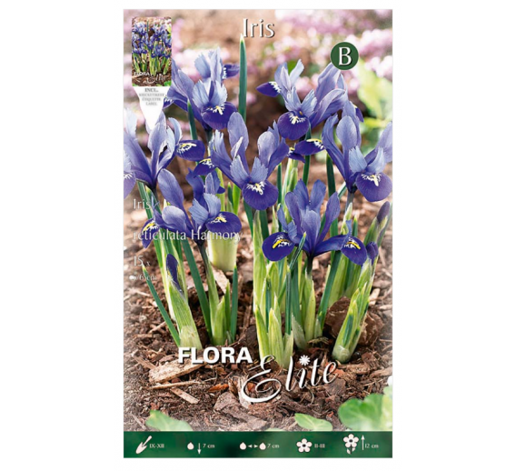 Sodo ir daržo prekės. Sėklos, daigyklos, durpinės tabletės. Gėlių sėklos. Vilkdalgis Iris resticulata Harmony 15sv