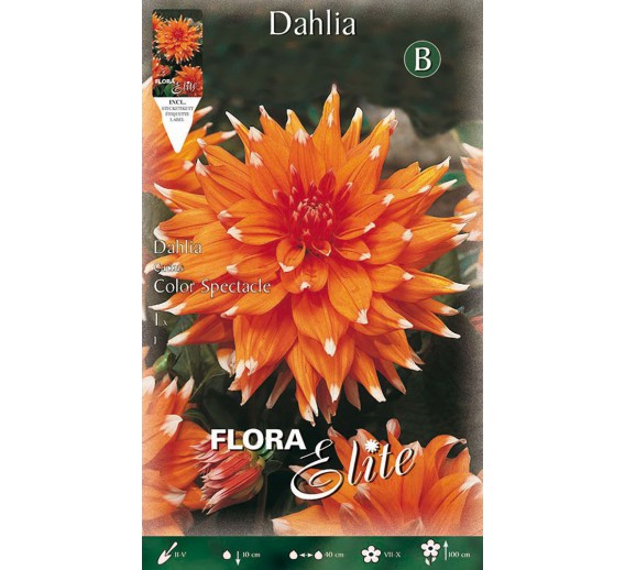 Sodo ir daržo prekės. Sėklos, daigyklos, durpinės tabletės. Gėlių sėklos. Jurginai Dahlia cactus color spectacle 1 sv. 