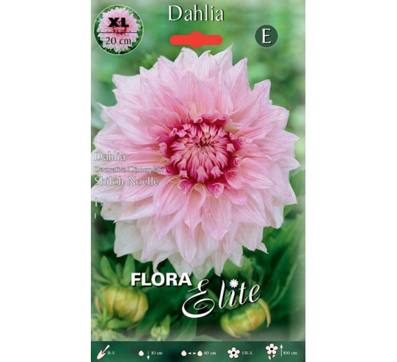 Sodo ir daržo prekės. Sėklos, daigyklos, durpinės tabletės. Gėlių sėklos. Jurginai Dahlia Decorative Dinnerplate Shiloh Noelle 1 sv. 