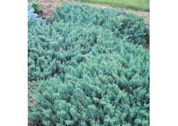 Sodo ir daržo prekės. Augalai. Spygliuočiai. Kadagys Blue Chip PA Juniperus horizontalis 