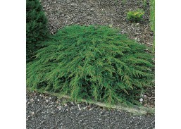 Sodo ir daržo prekės. Augalai. Spygliuočiai. Kadagys paprastasis Juniperus comunis Green Carpet 