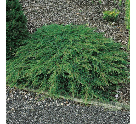 Sodo ir daržo prekės. Augalai. Spygliuočiai. Kadagys paprastasis Juniperus comunis Green Carpet 