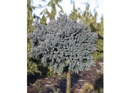 Sodo ir daržo prekės. Augalai. Spygliuočiai. Kadagys žvynuotas Juniperus squamata Blue Star PA 