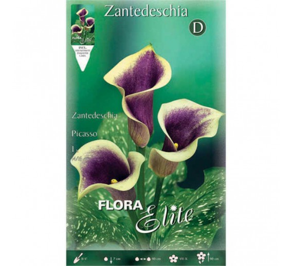 Sodo ir daržo prekės. Sėklos, daigyklos, durpinės tabletės. Gėlių sėklos. Kalija Zantedeschia Picasso 1 sv. 