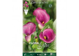 Sodo ir daržo prekės. Sėklos, daigyklos, durpinės tabletės. Gėlių sėklos. Kalija Zantedeschia Violet 1 sv. 