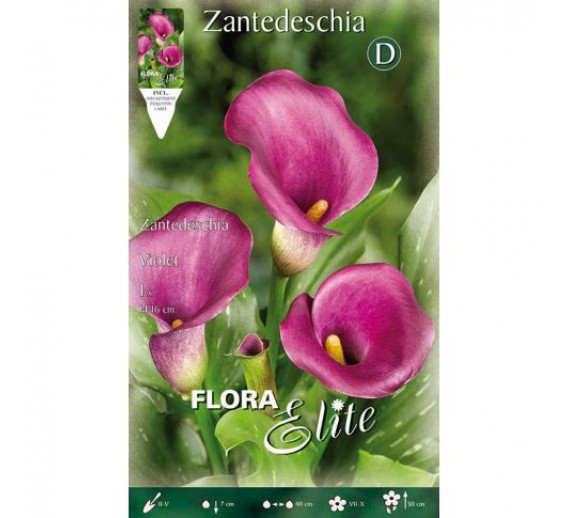 Sodo ir daržo prekės. Sėklos, daigyklos, durpinės tabletės. Gėlių sėklos. Kalija Zantedeschia Violet 1 sv. 