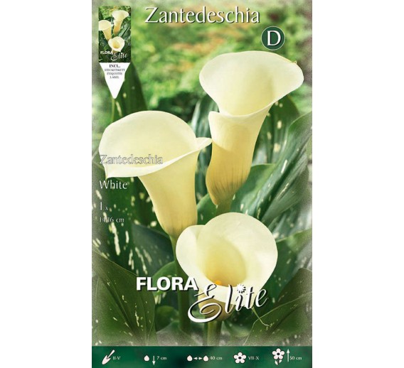 Sodo ir daržo prekės. Sėklos, daigyklos, durpinės tabletės. Gėlių sėklos. Kalija Zantedeschia White 1 sv. 