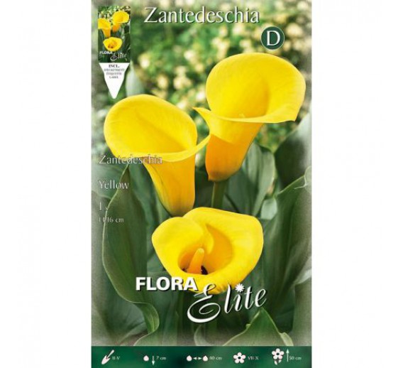 Sodo ir daržo prekės. Sėklos, daigyklos, durpinės tabletės. Gėlių sėklos. Kalija Zantedeschia Yellow 1 sv. 