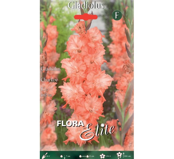 Sodo ir daržo prekės. Sėklos, daigyklos, durpinės tabletės. Gėlių sėklos. Kardeliai Gladiolus Charkov 10 sv. 