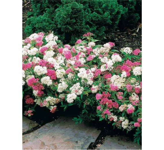 Sodo ir daržo prekės. Augalai. Žydinčios gėlės . Lanksva japoninė Genpei Spirea japonica 