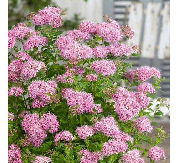 Sodo ir daržo prekės. Augalai. Dekoratyviniai augalai . Lanksva japoninė Little Princess Spirea japonica 