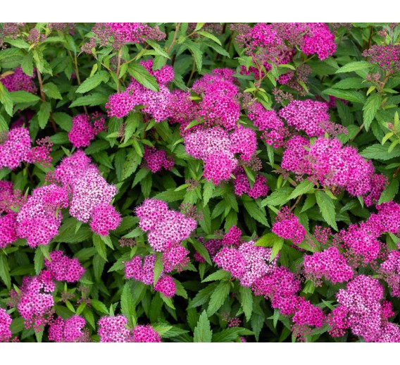 Sodo ir daržo prekės. Augalai. Dekoratyviniai augalai . Lanksva japoninė Manon Spirea japonica 