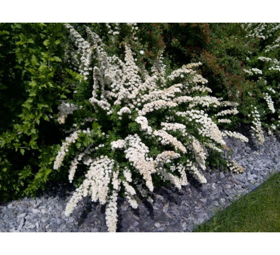 Sodo ir daržo prekės. Augalai. Dekoratyviniai augalai . Lanksva niponinė Snowmound Spirea nipponica 